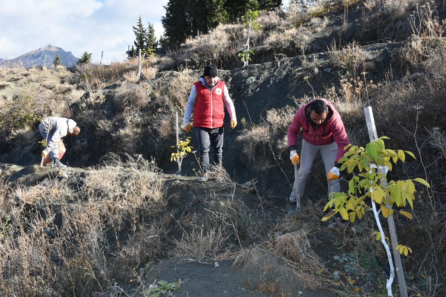 3 BİN CEVİZ AĞACININ BAKIMI YAPILDI