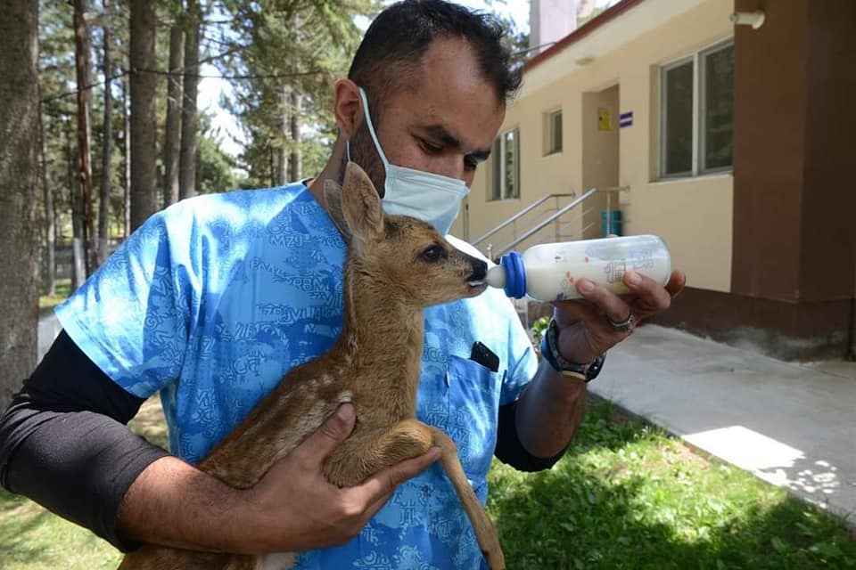 İSKİLİP'TE BULUNAN YAVRU KARACA KORUMA ALTINA ALINDI