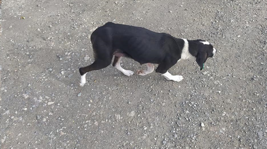 BELEDİYE SOKAK KÖPEKLERİNİ KISIRLAŞTIRIYOR