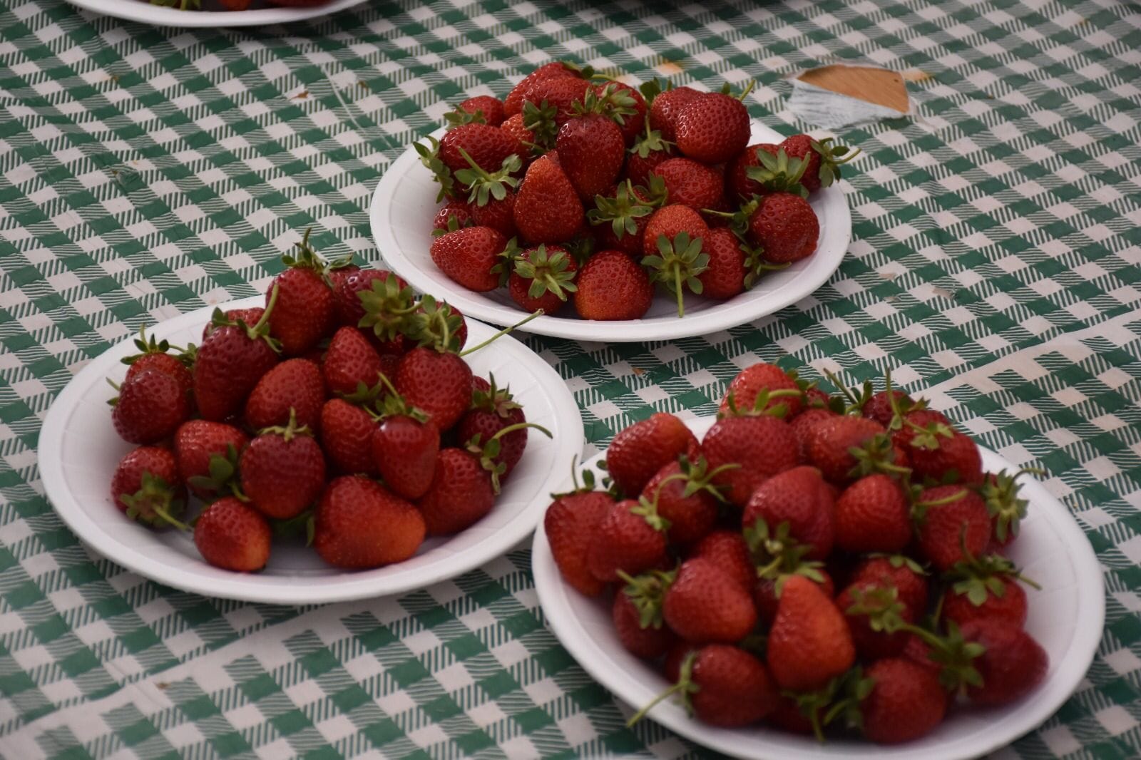 İSKİLİP’TE ÇİLEK ÜRETİMİ ARTIRILIYOR