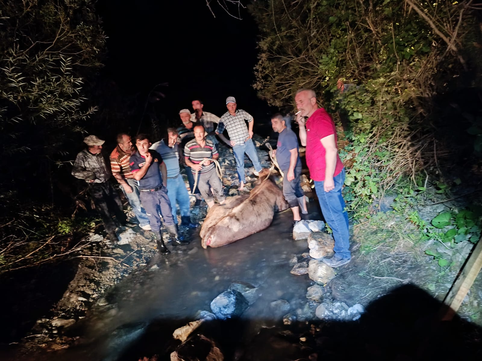 KÖPRÜDEN DÜŞEN İNEK KURTARILDI