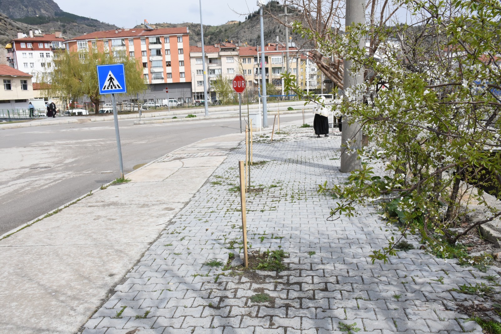 BELEDİYENİN DİKTİĞİ FİDANLARI SÖKTÜLER